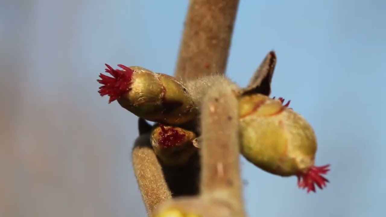 VOĆARSTVO saveti za ovu nedelju 2. mart 2026. godine