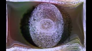 Visual musica 56 See Things