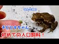 チビヒキガエルの餌やり#3〜初人口飼料食べない？食べる？〜【かわいいヒキガエルの捕食】