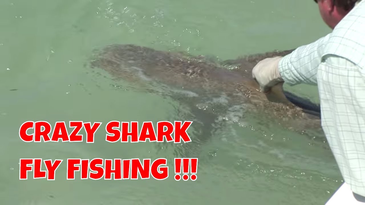 Crazy Shark Fly Fishing