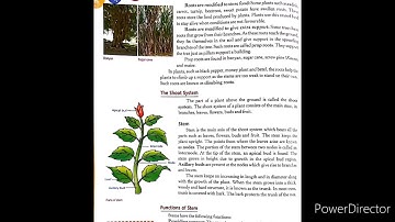 Class 6 Science | Chapter 8 Plants (Form And Function) | Part 2 |#HariomRajput |