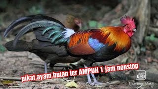 Suara pikat ayam hutan ter AMPUH 1 jam nonstop