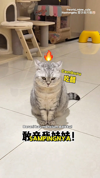 Milo marah melihat adiknya Memey diambil orang😼🤯 #kucing #kucingmilo