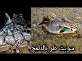 صيد انواع البط في اهوار الدلمج الكوشم والمصو والحذاف الشتوي