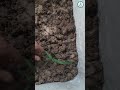 Thermocol Box la Crab Setup 🦀🔥| pets to pets #crab #shorts