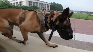ACT - Hans - Muzzle / Obedience