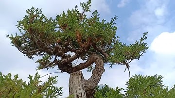 KHÔNG THỂ TIN ĐƯỢC CÂY CẢNH TẠI VƯỜN HỘI CÂY CẢNH NGHỆ THUẬT THĂNG LONG,