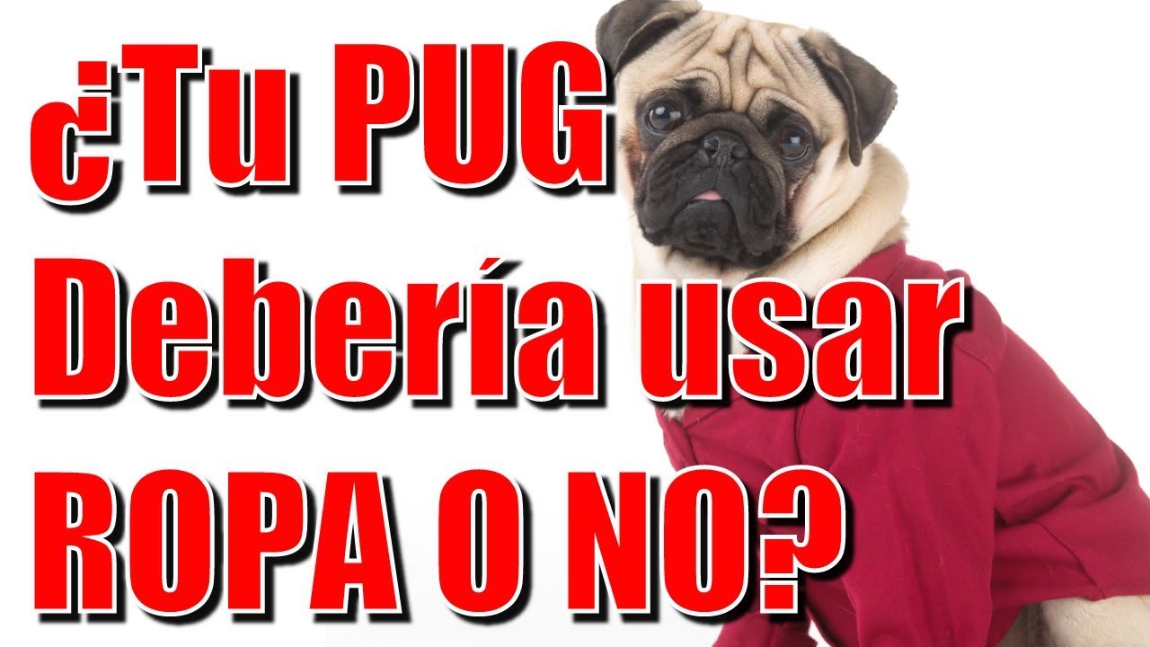 Tu Pug debería usar ropa o no? - YouTube