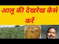 आलू की देखरेख कैसे करें,आलू में रोगों की देखभाल कैसे करें,आलू की खेती, potato farming.Aalu ki kheti