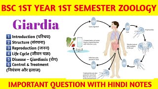 👉 Giardia | Structure, Life Cycle, Disease | B.Sc. 1st Year Zoology | 15 Marks Important Question