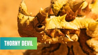 Discover The Fascinating World Of Thorny Devils Unique Facts And Behavior