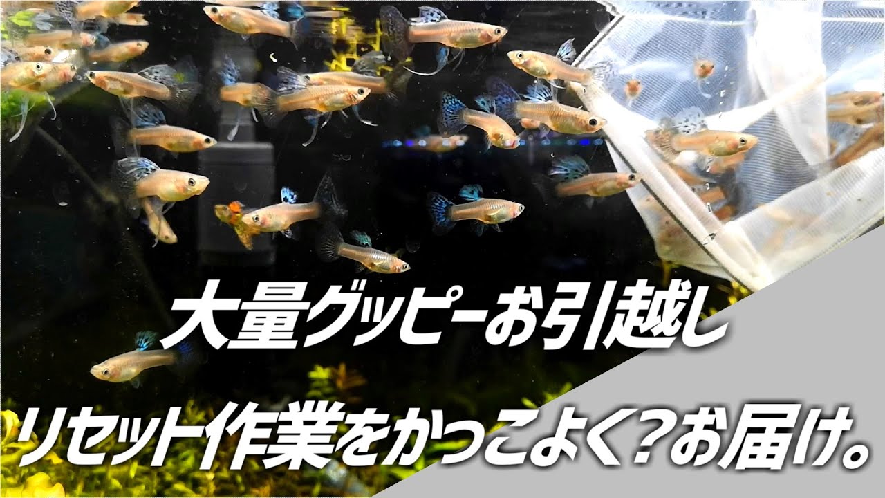 Reset an overcrowded guppy tank! Preparations for creating the