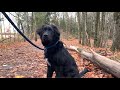 BEAR Walks 3 | Morning Conservation Hike | Virtual Dog Walks POV | October 2020