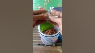 Lintingan rokok mbako