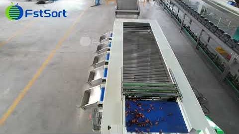 Dates cleaning  sorting machine; dates packing line; dates polishing machine; dates grading machine