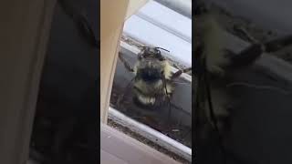 Пчёлка Танцует