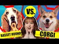 BASSET HOUND VS CORGI