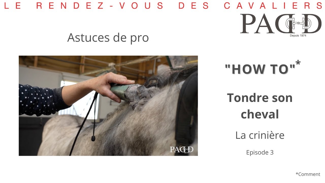 Tondeuse pour chevaux Tondeuse cheval professionnelle 200 W Cordon