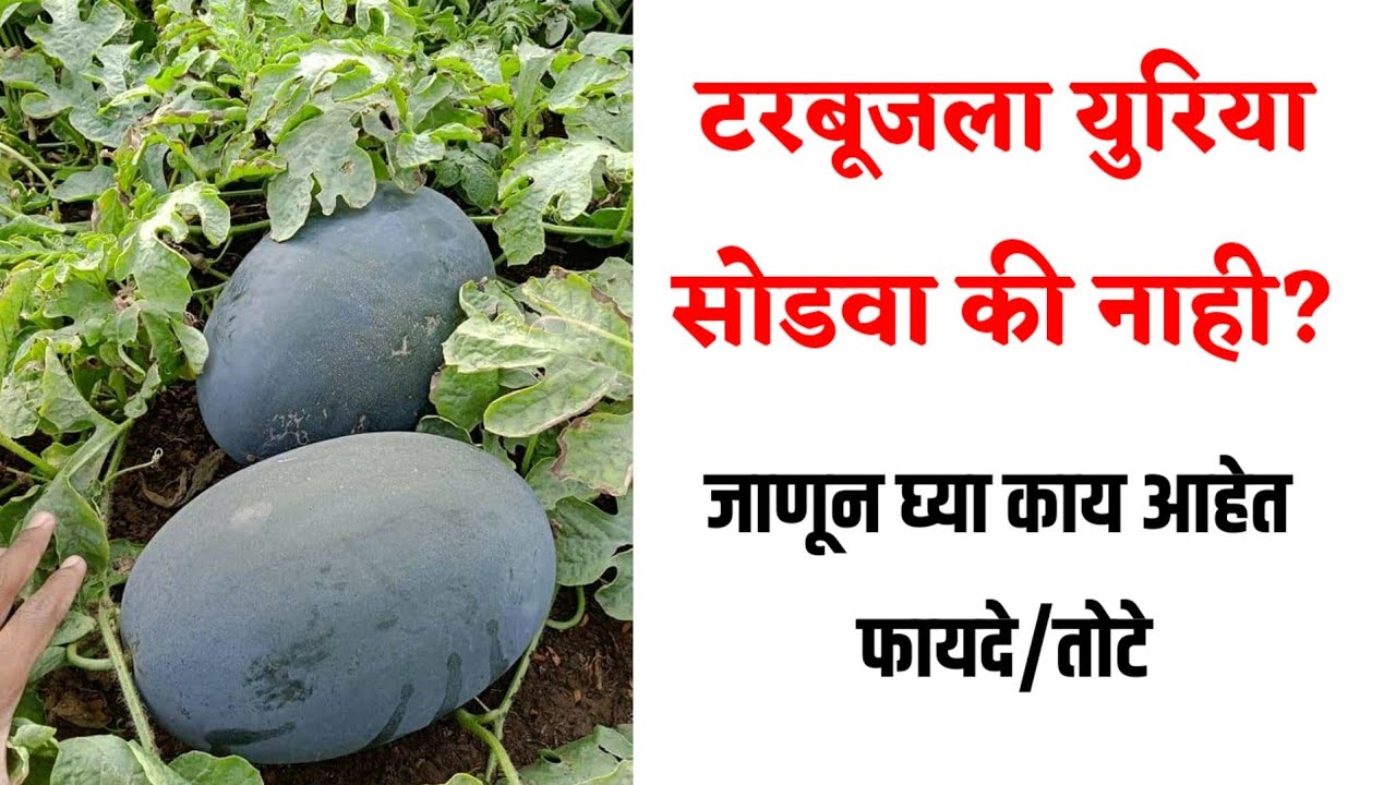 कलिंगडला युरिया द्यावा की नाही?दिला तर फायदे होतात की नुकसान?Kalingad lagwad mahiti