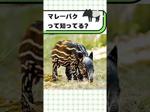 マレーバクって知ってる？#都音ゆずたみ #雑学 #豆知識