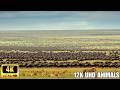4K African Wildlife: Into the Wild Serengeti - Tanzania's Most Iconic Animals
