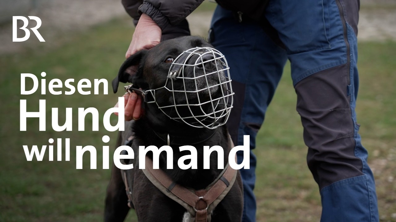 Problemhunde im Tierheim: Findet Corleone endlich ein Zuhause? | Reportage | BR