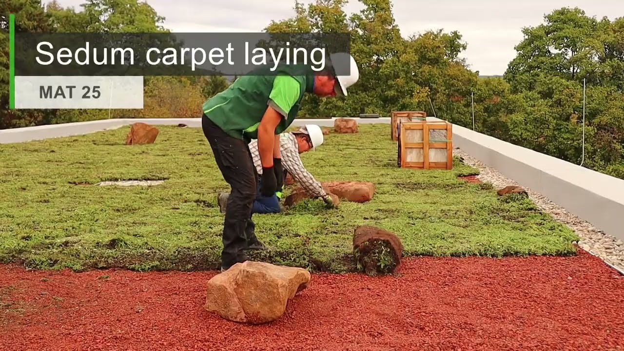 Installing extensive green roof with mineral wool