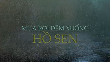 Tiếng Mưa Rừng Trong Đêm Vắng🎶Cơn Mưa Lớn Rơi Xuống Hồ Sen💤Âm Thanh Đêm Mưa Lạnh | Phile Rain Music