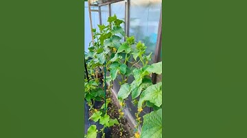 Cucumbers trellis - Quick Update| Getting More Production | #cucumbers
