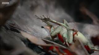 Frogs Fighting   BBC Documentary Life in Color
