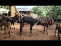 Odisha goat farm dhenkanal  chheli farm odisha 