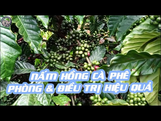 Outline Video Phòng ngừa và điều trị NẤM HỒNG trên cây cà phê