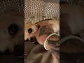#youtubeshorts #dog #trending