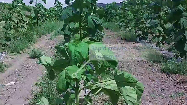 Paulownia growth video in the 1st year  (Kiri tree, Empress tree, Cathaia)