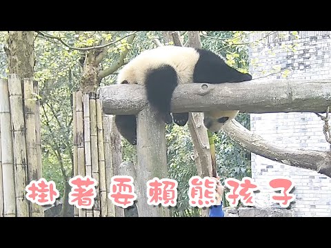 《熊貓早晚安》掛著耍賴熊孩子 | iPanda熊貓頻道