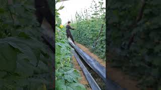 ASMR nature in the fields