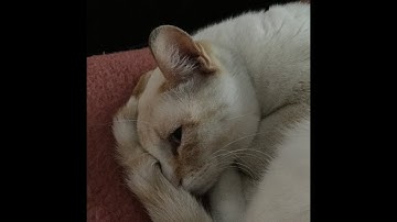 Insane Pistol Ace [iniuria.us]