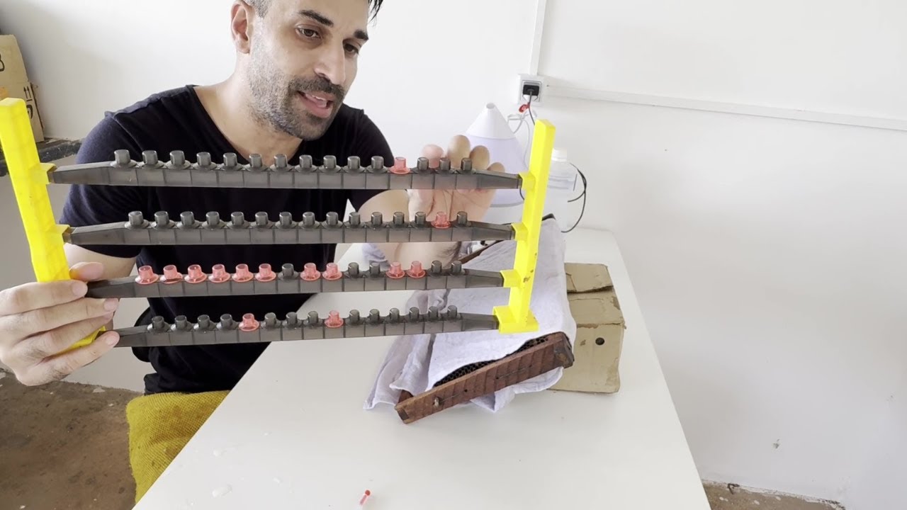 Produzi as PRIMEIRAS abelhas RAINHAS do laboratório Apislogia