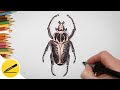 Drawing a beetle - How to draw a beetle (goliath) step by step | Learn to draw insects
