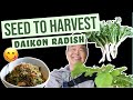 How to Grow Daikon Radish | Seed to Harvest | 5 Gallon Bucket