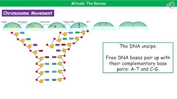 OCR Gateway A B2.1.4 Mitosis Summary