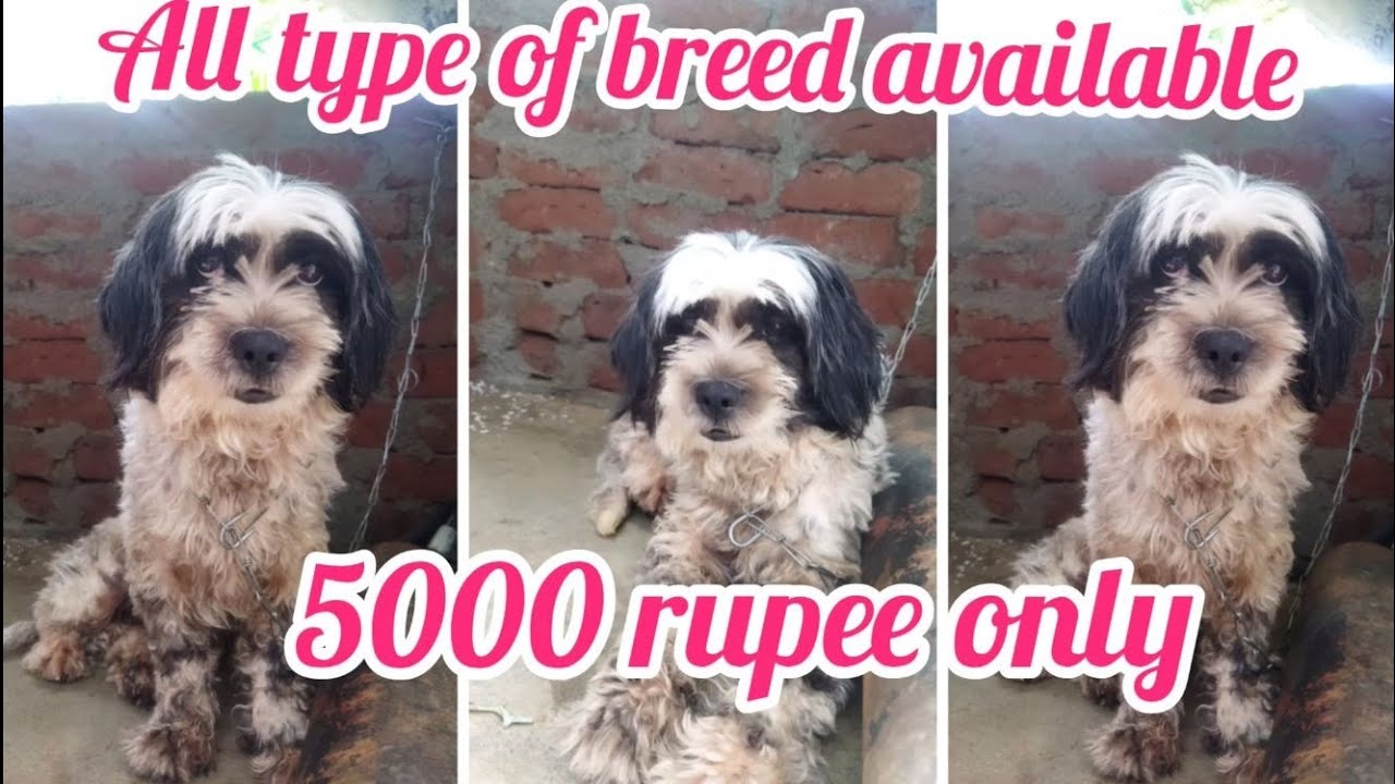 Lhasa apso semi adult puppy for sale9652695846warangaldog market in