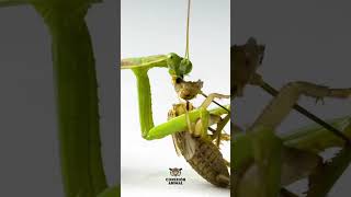 Mantis religiosa #shorts #animales #insectos #youtubeshorts