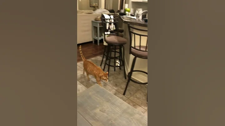 Our Kitty Catches and Fetches