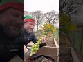 It’s the little wins in life #allotmentgardening #gardening #christmas