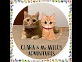 Kitty cat mr milos adoption story clara  mr  milos adventures series