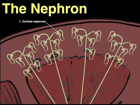 Video: In 'n nefron word nacl teruggekeer na die interstitium deur?