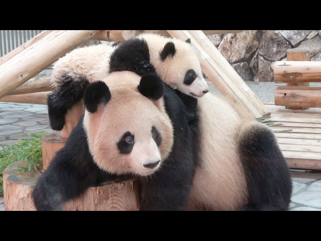 Is that a droopy panda?! He looks so cute climbing onto his mother