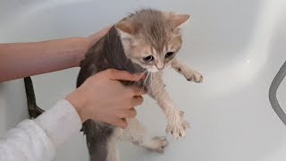 Kitten's reaction to her first bath by Kitticanal 285 views 2 years ago 2 minutes, 17 seconds