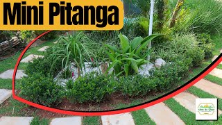 Como Cultivar Mini Cerejeiras | Mini Pitanga no seu jardim: Passo a Passo